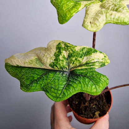 Alocasia Jacklyn Variegata – 7 cm - Exact Plant - Pot (#2)