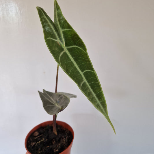 Alocasia Longiloba Silver Rare Houseplant 10.5cm pot