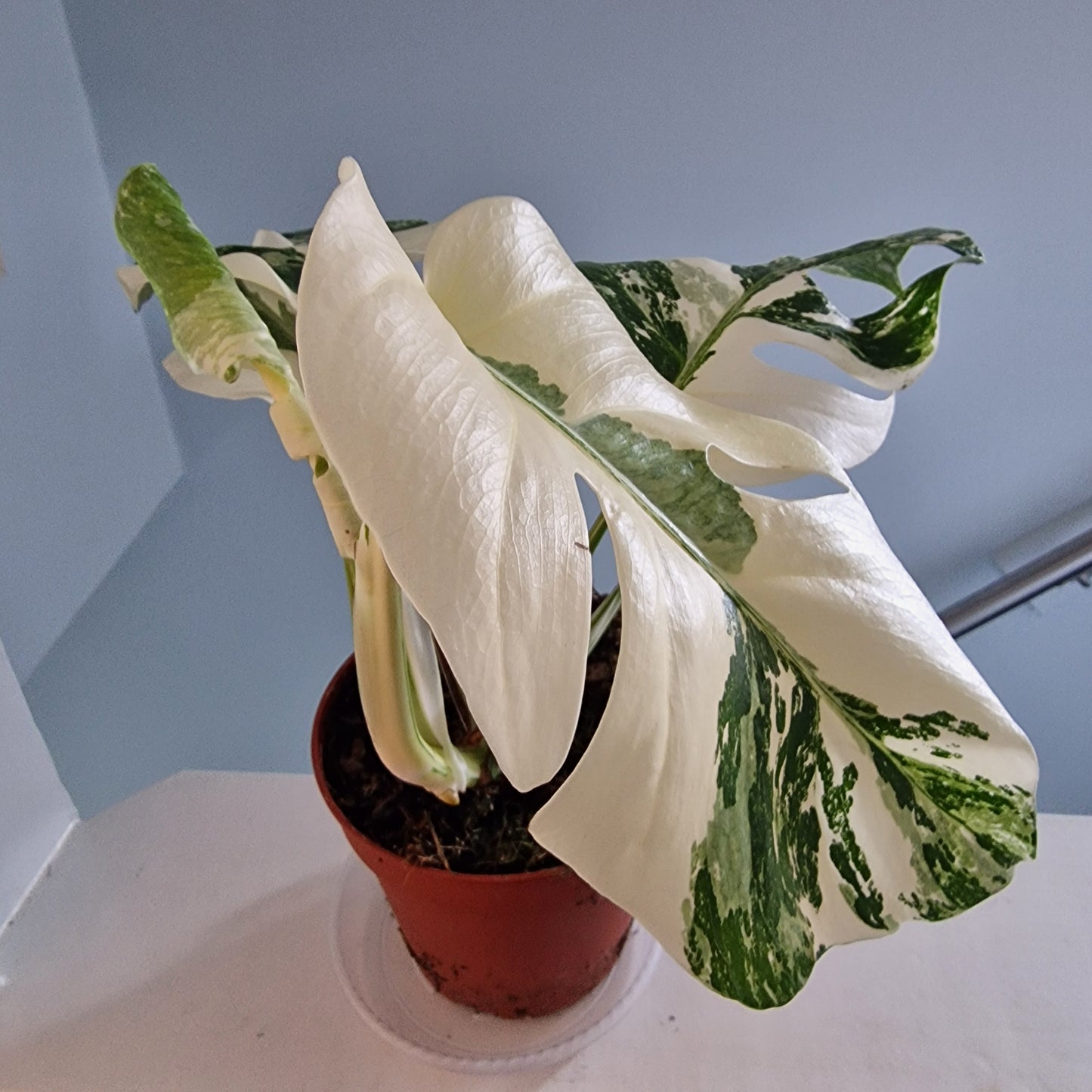 Monstera Albo Super White leaves Rare Houseplant 15cm pot