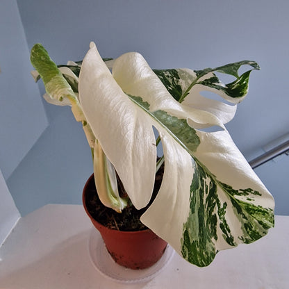 Monstera Albo Super White leaves Rare Houseplant 15cm pot
