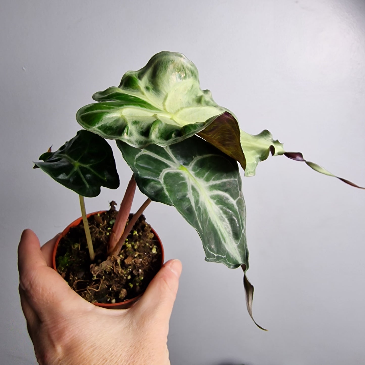 Alocasia Venom – 8cm Pot