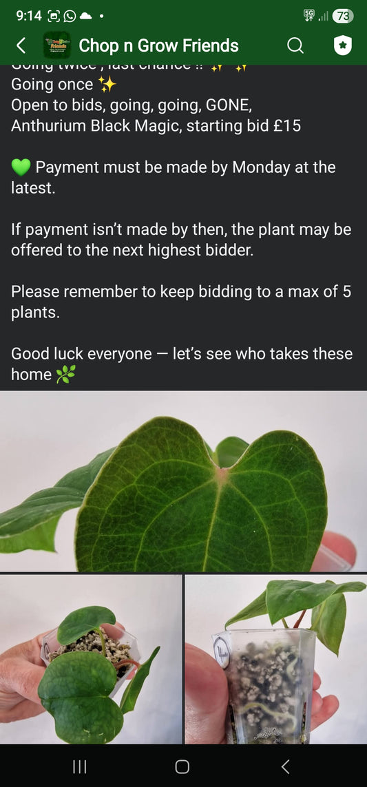 Sunday Sale - James Anth Black Magic