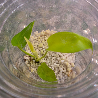 Monstera Lemon Lime – Exact Plant - See Description