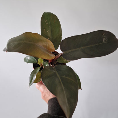 Philodendron Black Cardinal Rare Houseplant 12cm pot