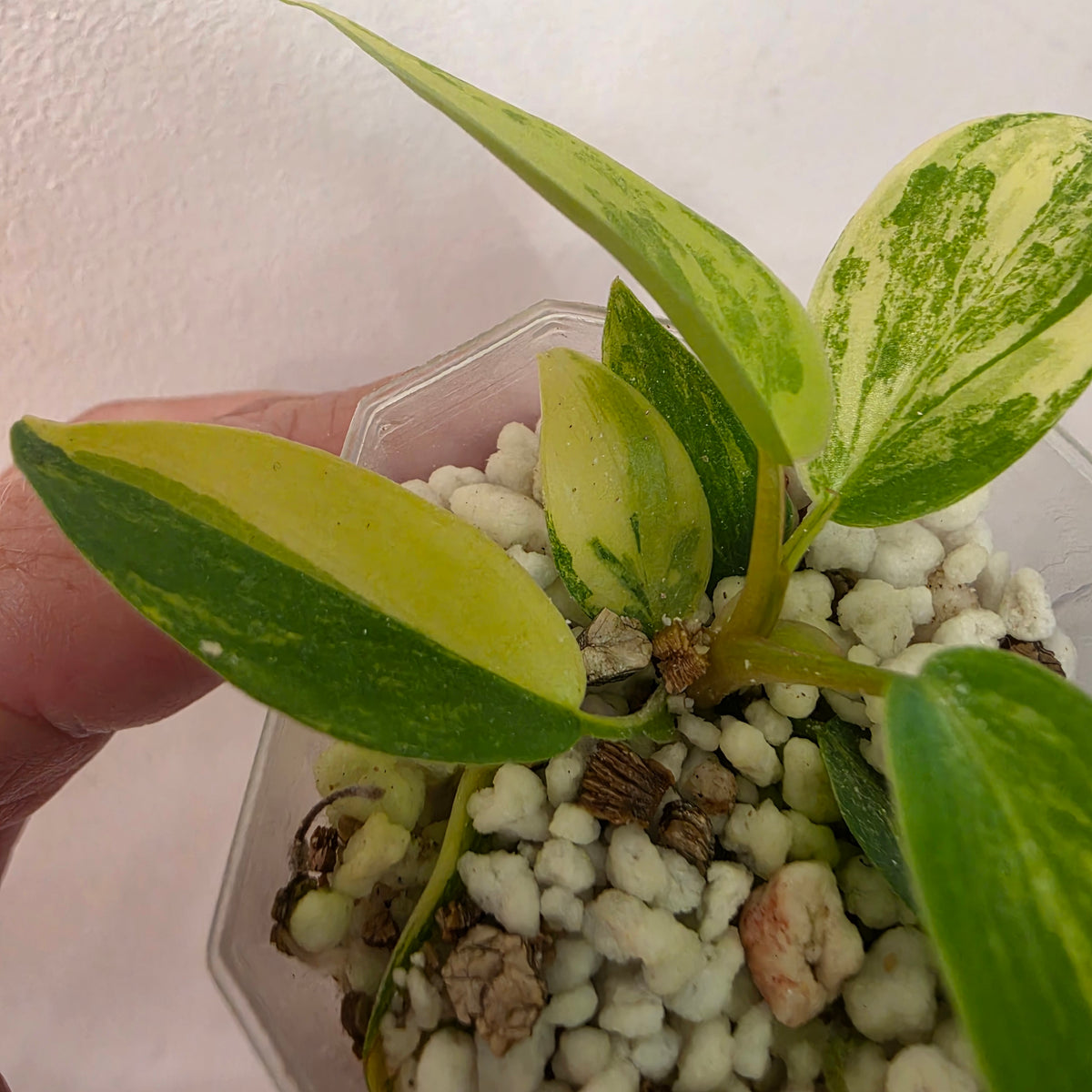Philodendron Florida Beauty x Bob Cee Variegated – Exact Plant #2