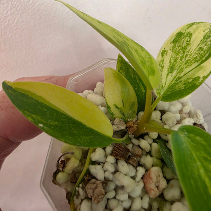 Philodendron Florida Beauty x Bob Cee Variegated – Exact Plant #2