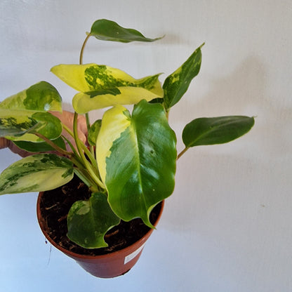 Philodendron Burle Marx Variegata Rare Houseplant 9cm pot (4)