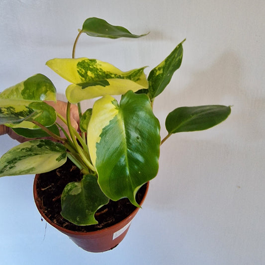 Philodendron Burle Marx Variegata Rare Houseplant 9cm pot (4)