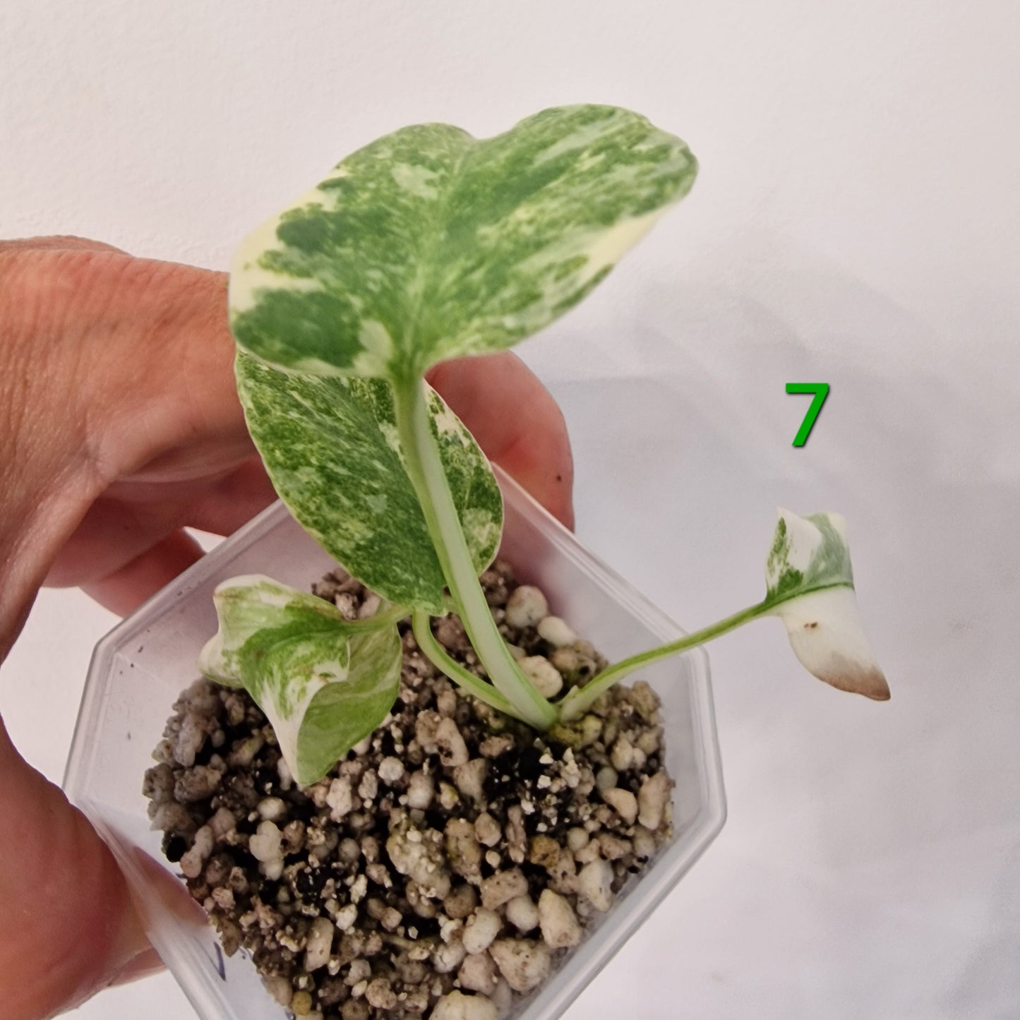 Monstera Legacy – Choose Your Plant