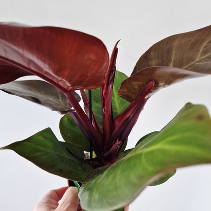 Philodendron Red Sunlight Rare Houseplant 12cm pot