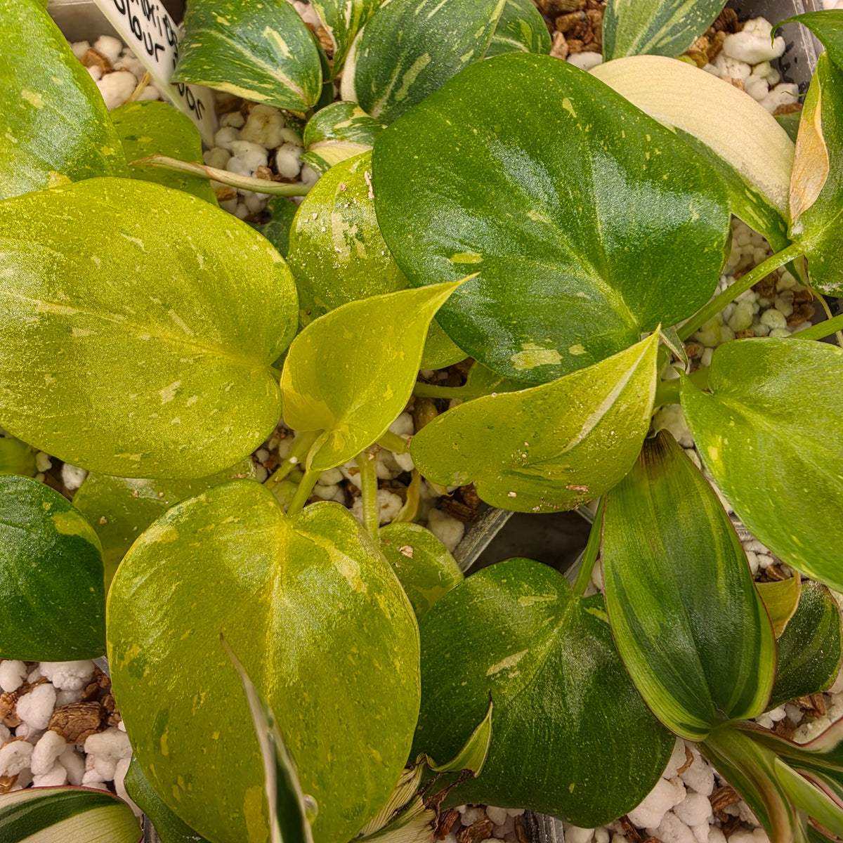 Philodenron warszewiczii Aurea Flavum Var