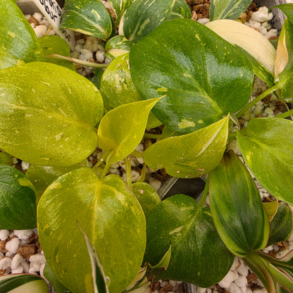 Philodenron warszewiczii Aurea Flavum Var