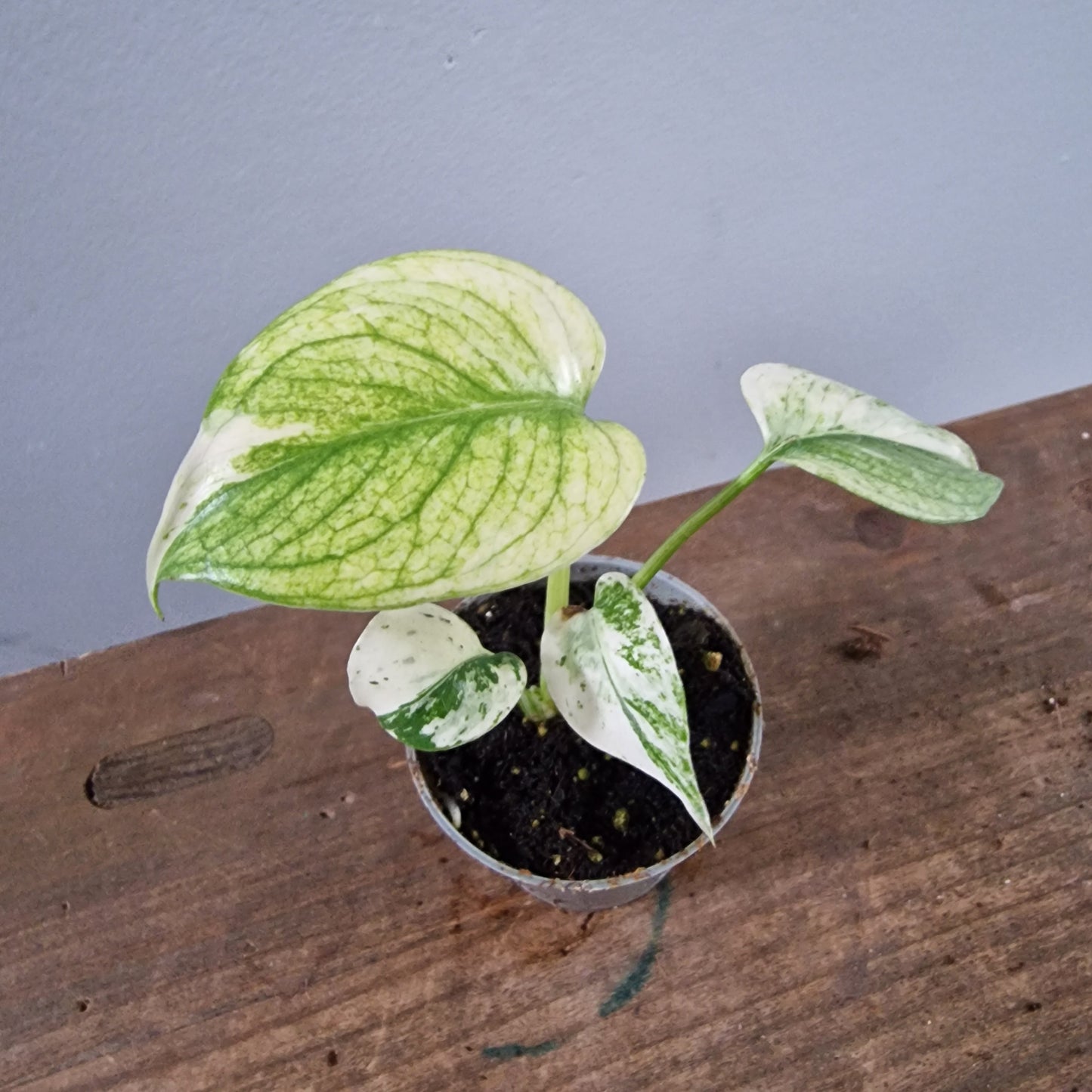 Monstera Mint Rare Houseplant 6cm pot (2)