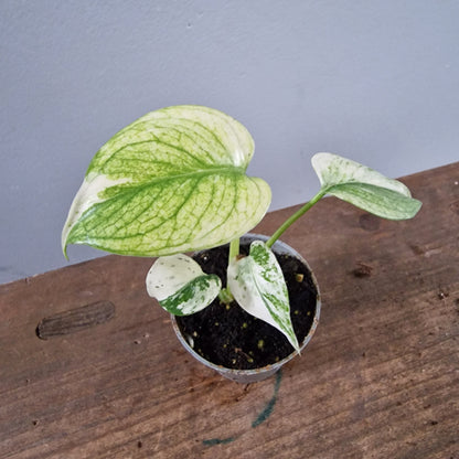 Monstera Mint Rare Houseplant 6cm pot (2)