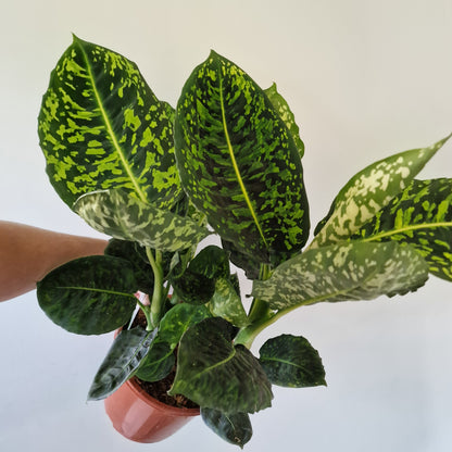 Dieffenbachia Reflector Rare Houseplant 17cm pot