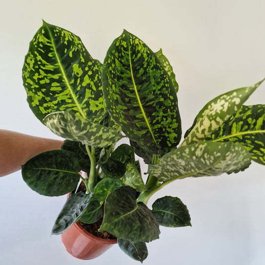 Dieffenbachia Reflector Rare Houseplant 17cm pot