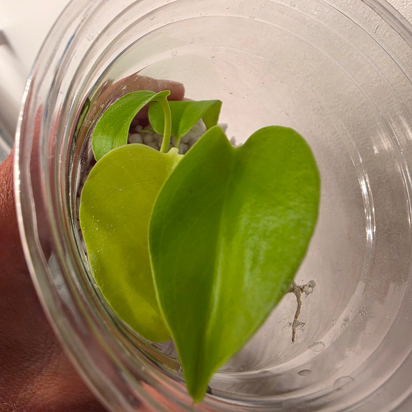 Monstera Lemon Lime – Exact Plant (1) See Description