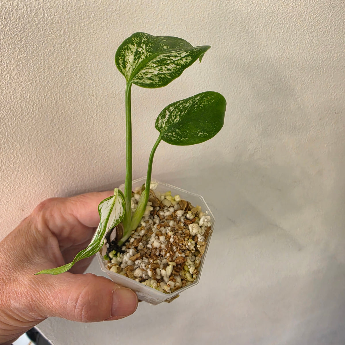 Monstera Bundle - See Description