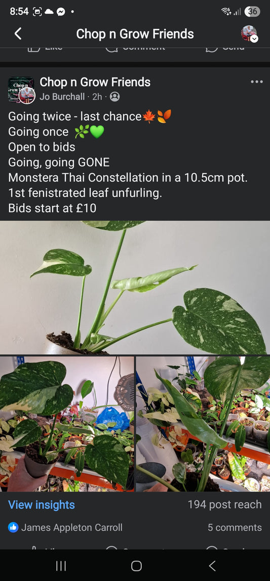 Sunday Sale Jade Thai