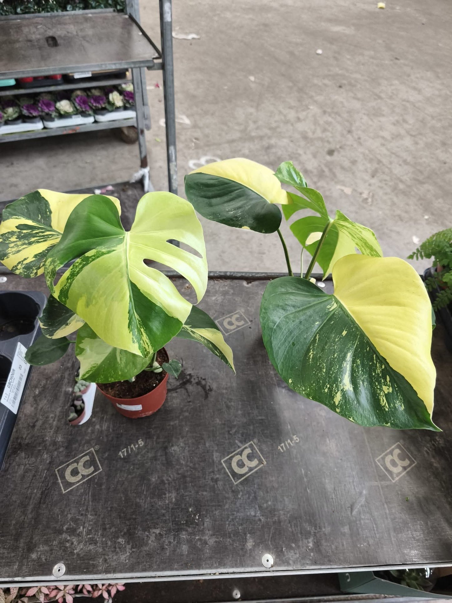Pre order for early Dec Super highly Variegated Monstera Aurea