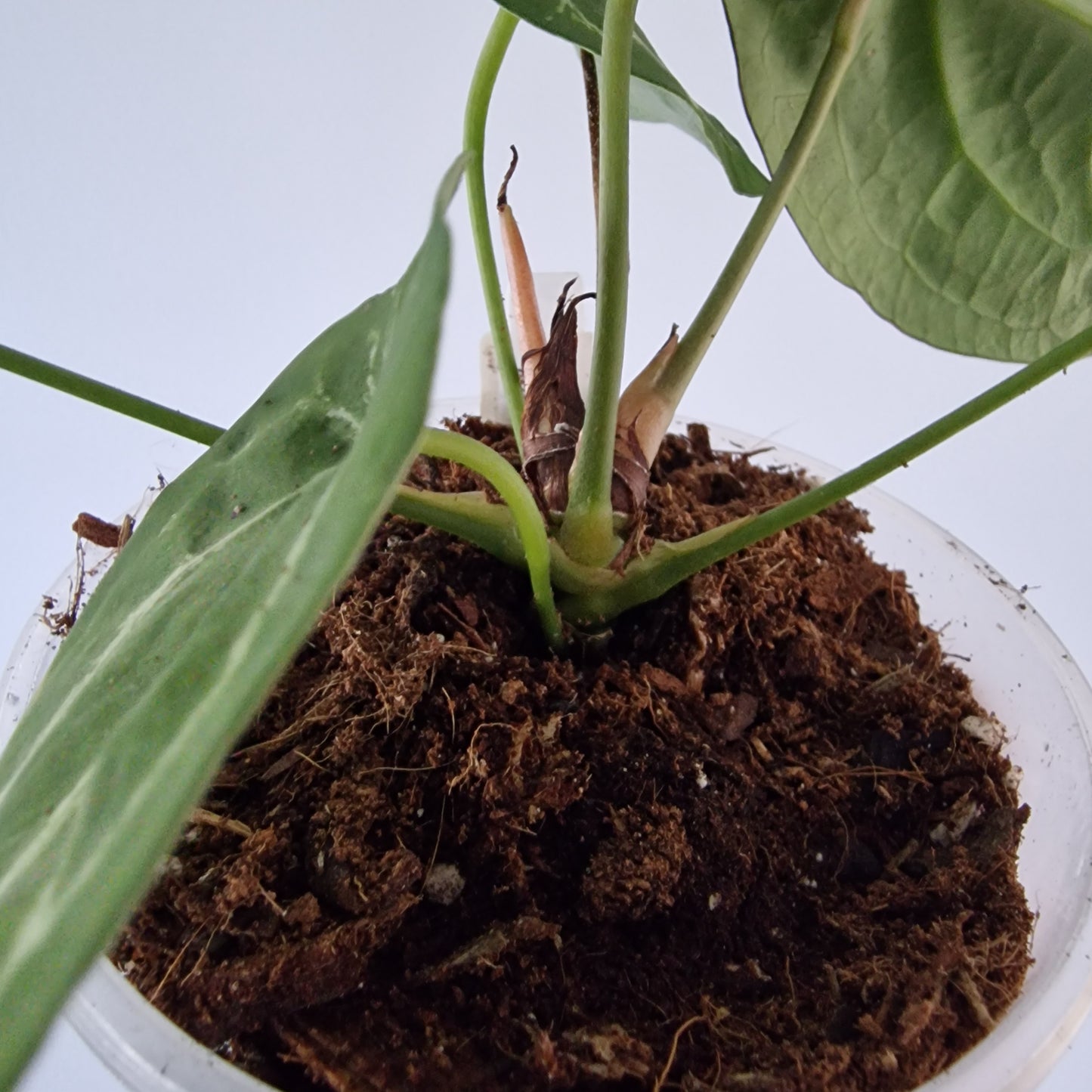 Ecuagenera Rehab Anthurium forgetii white stripes