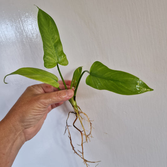 Philodendron Bipennifolium reverted Top Cutting rooted in Water