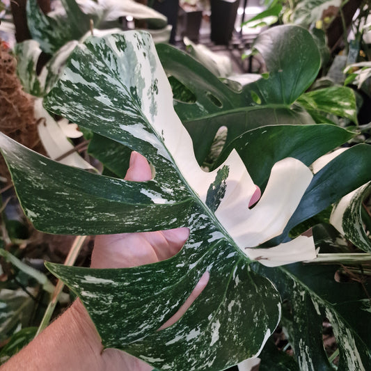 Monstera Albo Middle Cutting with new leaf Highly Variegated (5)