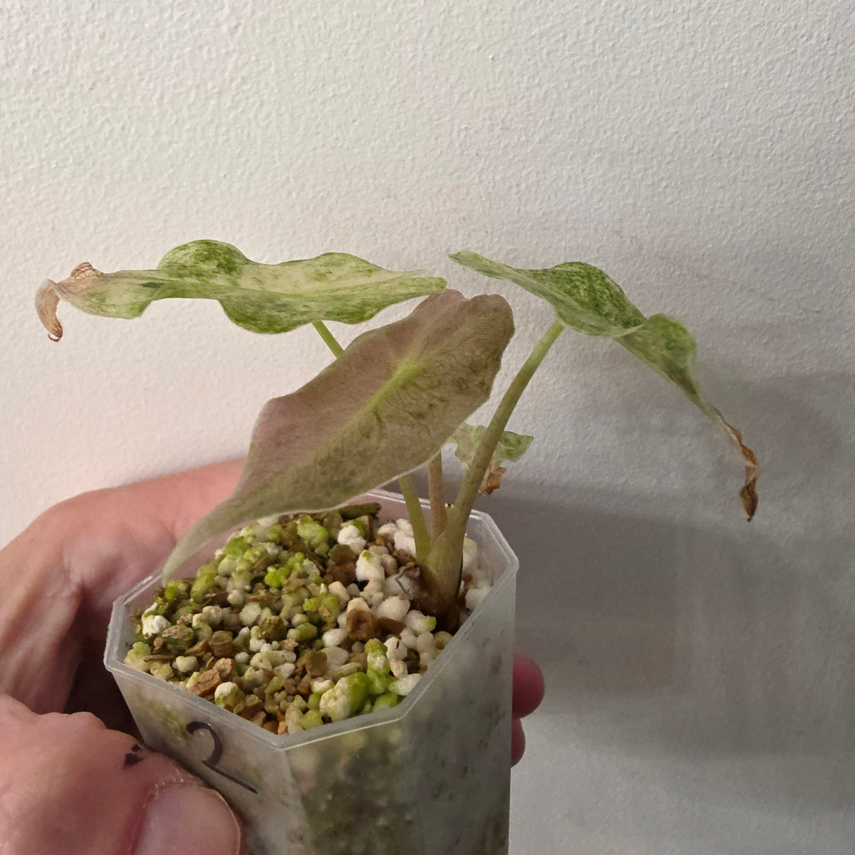 Alocasia Black Saturn Stardust Variegata exact plant #2