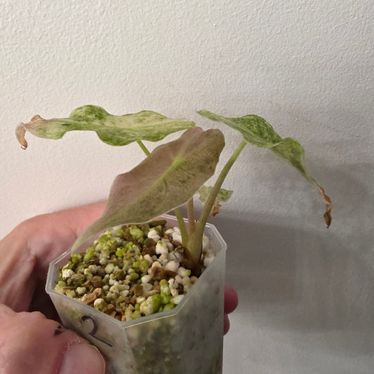 Alocasia Black Saturn Stardust Variegata exact plant #2