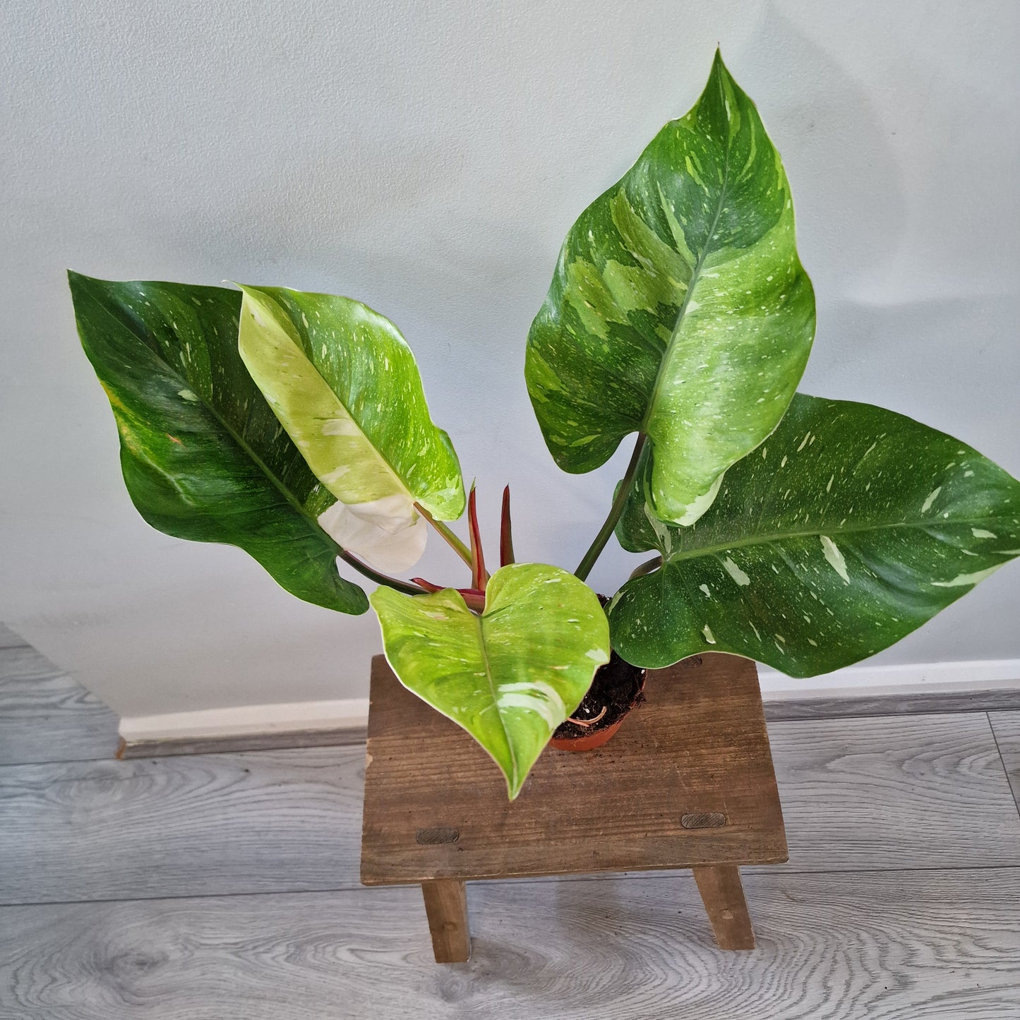 Philodendron ‘Fresh Aurea’ – 14cm Pot (#1)