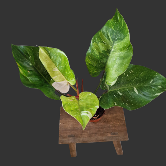 Philodendron ‘Fresh Aurea’ – 14cm Pot (#1)