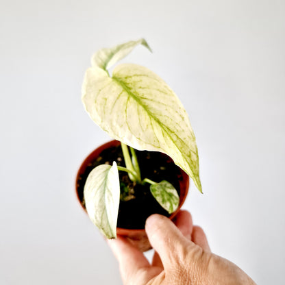 Monstera Deliciosa Mint Variegata Rare Houseplant 10.5cm pot (2)