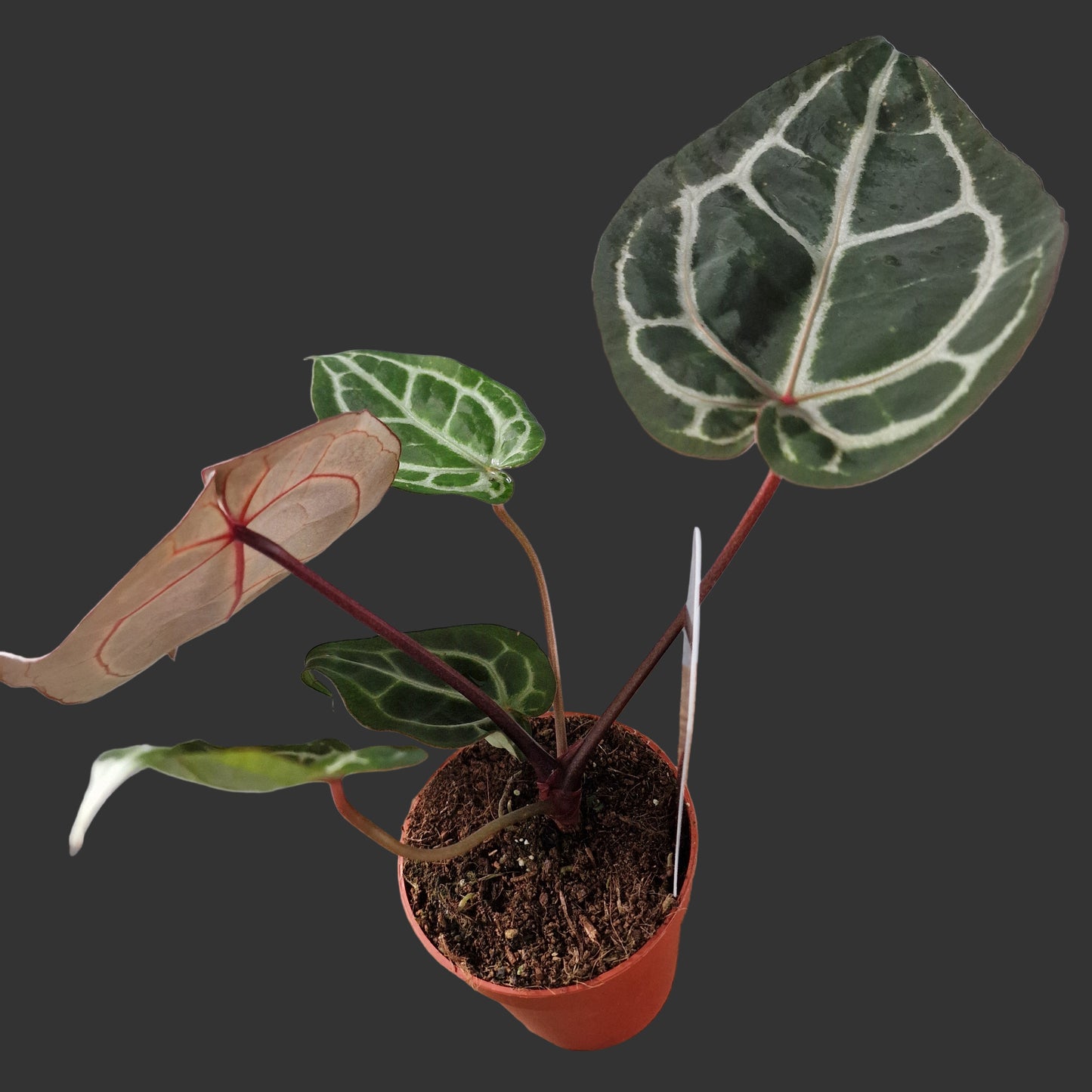 Anthurium Michelle DocBlock Rare Houseplant 9cm pot (1)