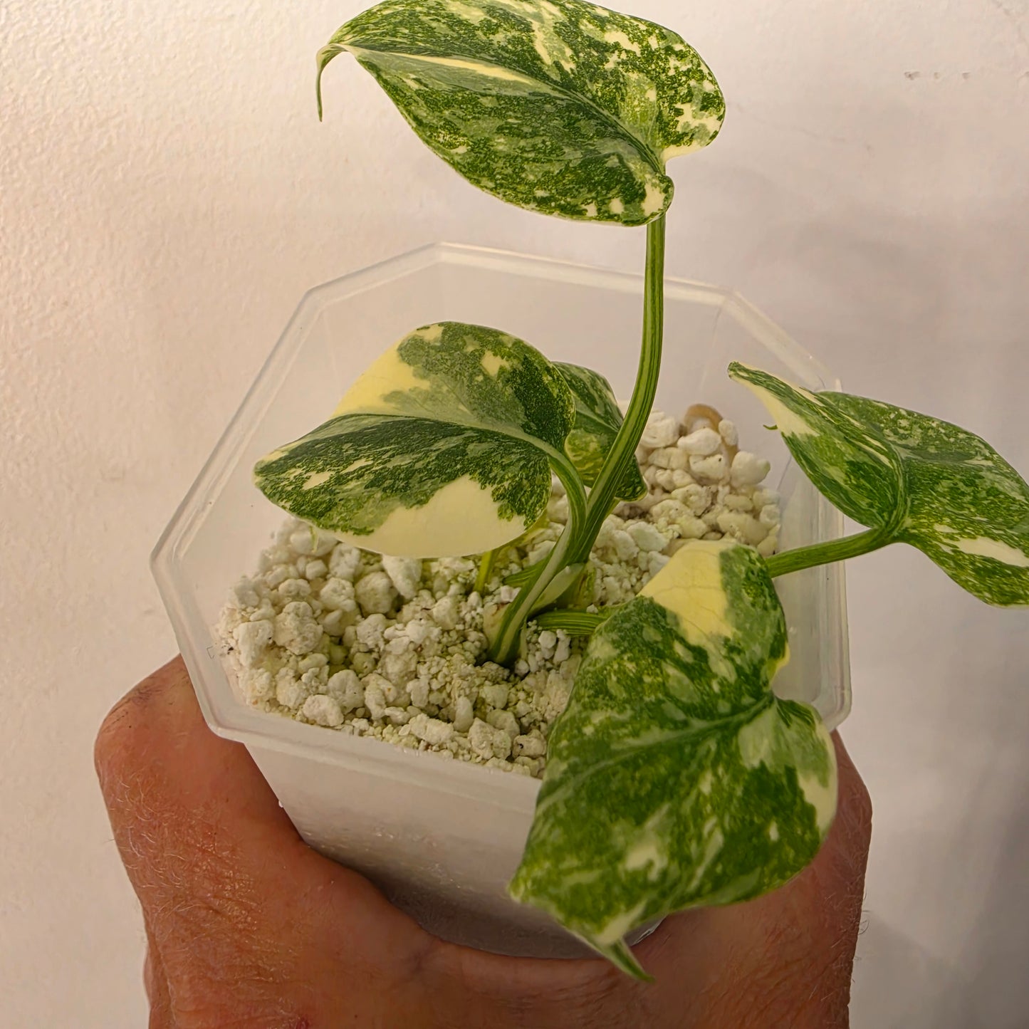 Monstera Crème Brûlée – Exact Plant No. 5 - See Description