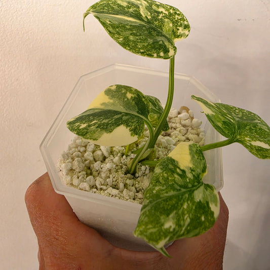 Monstera Crème Brûlée – Exact Plant No. 5 - See Description
