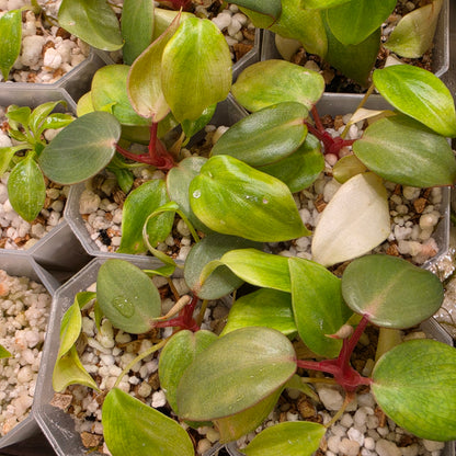 Philodendron Billietiae Croat Pastazanum Silver