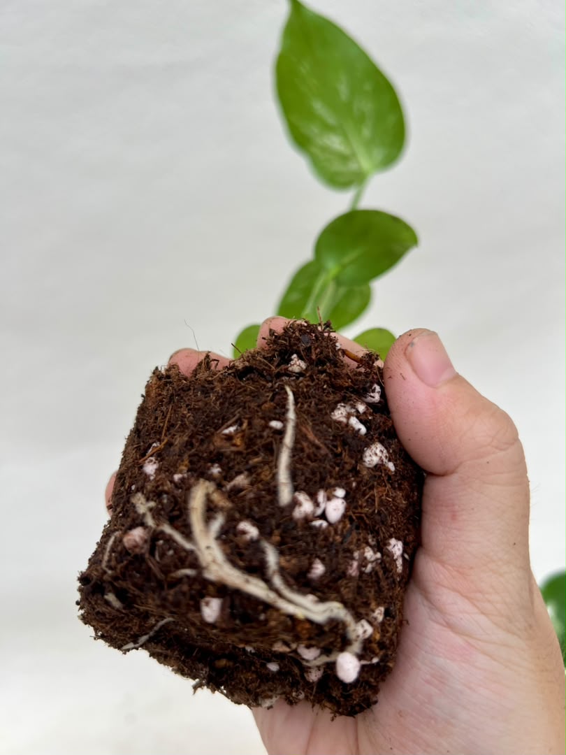 Pre-Order Monstera Devil – Fresh UK Arrival (10cm Pot)