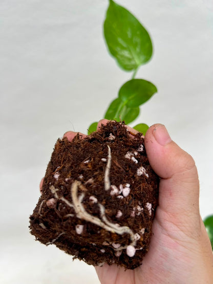 Pre-Order Monstera Devil – Fresh UK Arrival (10cm Pot)