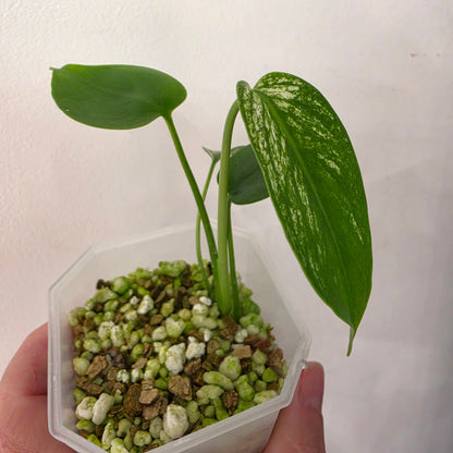 Monstera Devil – Exact Plant G3