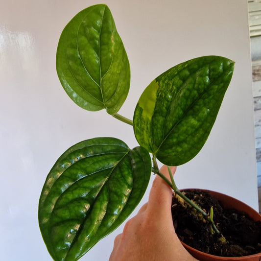 Monstera Variegated Peru Rare Houseplant 9cm pot (1)