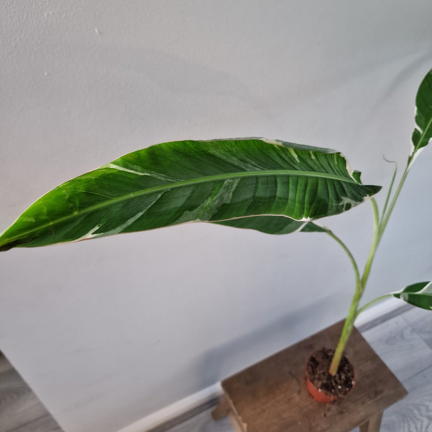 Musa ‘Florida’ – 10.5cm Pot (#4)