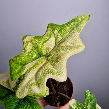 Alocasia Jacklyn Variegata – 7 cm - Exact Plant - Pot (#2)