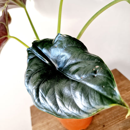 Alocasia Green Unicorn Houseplant 14cm pot (1)