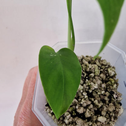 Monstera Devil – Acclimatised TC - Exact Plant (2)