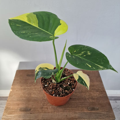 Monstera Deliciosa Aurea – 12cm Pot (#4)