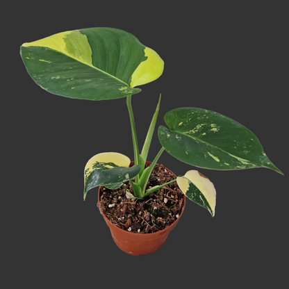 Monstera Deliciosa Aurea – 12cm Pot (#4)