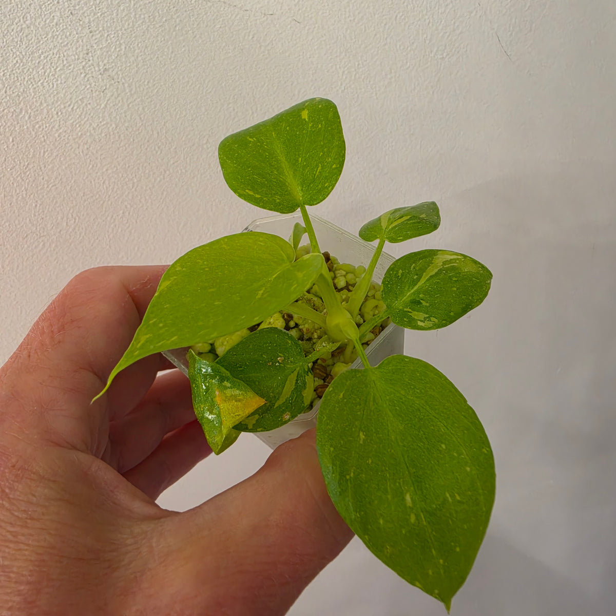Philodenron warszewiczii Aurea Flavum Var