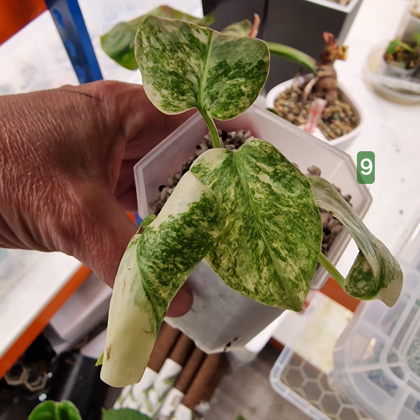 Monstera Legacy – Choose Your Plant