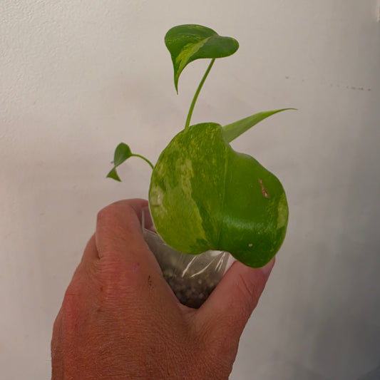 Monstera Aurea – Exact Plant No. 1 - See Description