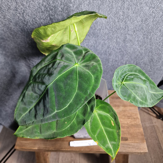 Anthurium Nigrolaminum Fantasy x Forgetii Ecuagenera Import (e) worth £40 – Rehab Plant